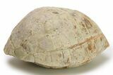 Inflated Fossil Tortoise (Stylemys) - South Dakota #280780-4